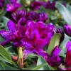 Rhododendron polarnacht: opis sorte, zimska otpornost, fotografija